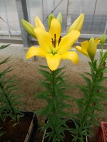 [5100 Amati VH No02.JPG]